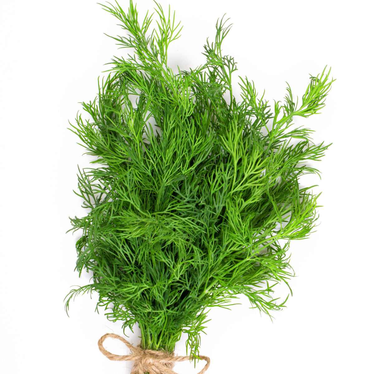 Dill Pflanze - Willemse