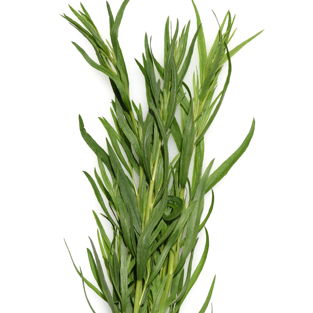 Estragon Pflanze - Willemse
