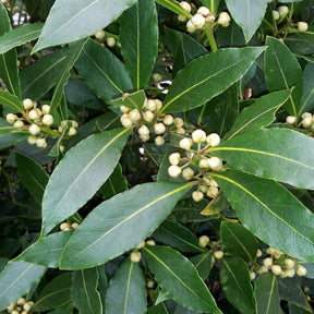 Lorbeer Pflanze - Laurus nobilis - Willemse