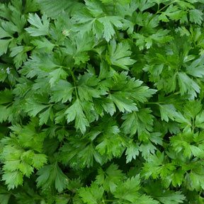 Glatte Petersilie Pflanze - Petroselinum crispum - Willemse