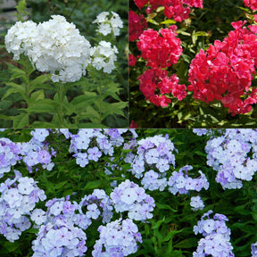 Flammenblume (rot, blau, weiß) (x3) - Willemse