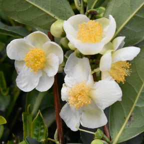 Camellia sinensis - Teestrauch - Zimmerpflanzen