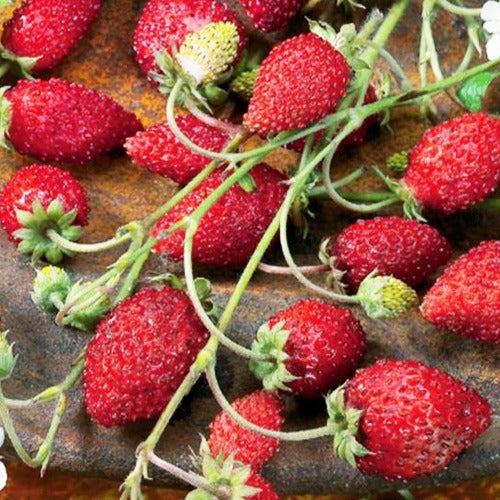 Walderdbeere ‘Rügen’ - Fragaria vesca ruegen - Willemse
