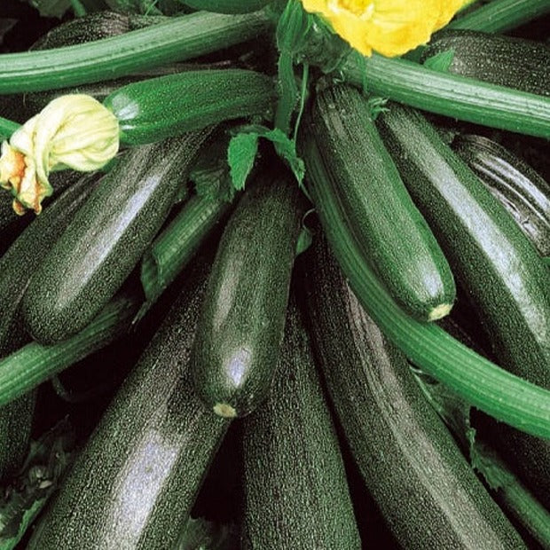 Zucchini Ambassador F1 - Willemse
