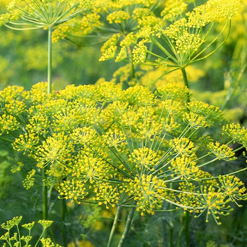Dill ‘Bouquet’ Bio - Anethum graveolens - Willemse