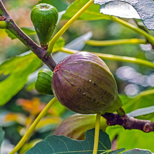 Feigenbaum auf Stamm - Ficus carica Brown Turkey - Willemse