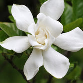 Gardenie Celestial Star - Willemse