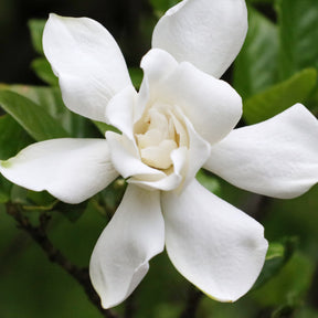 Gardenie Celestial Star - Willemse