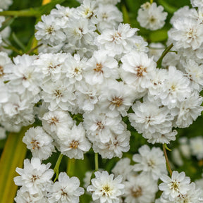 Sumpfschafgarbe Diadem (x3) - Achillea ptarmica diadem - Willemse