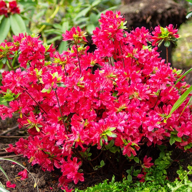 Japanische Azalee rot - Willemse