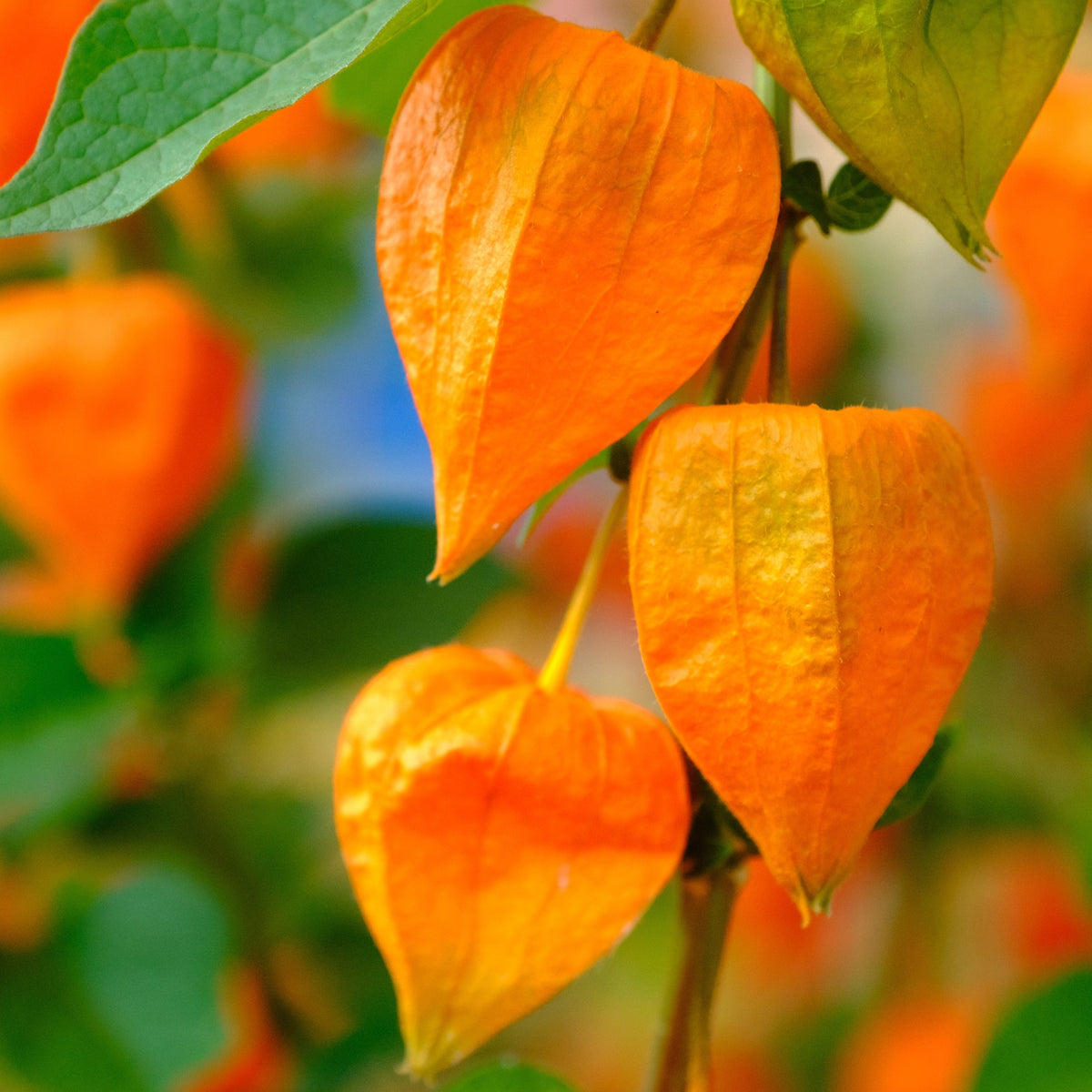 Lampionblume Gigantea - Willemse