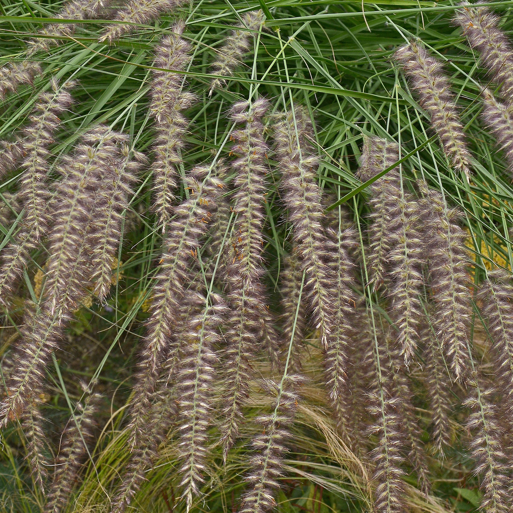 Orientalisches Lampenputzergras - Pennisetum orientale - Willemse