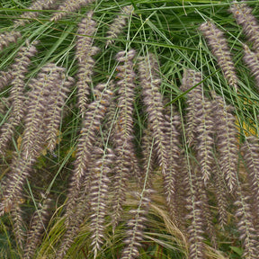 Orientalisches Lampenputzergras - Pennisetum orientale - Willemse
