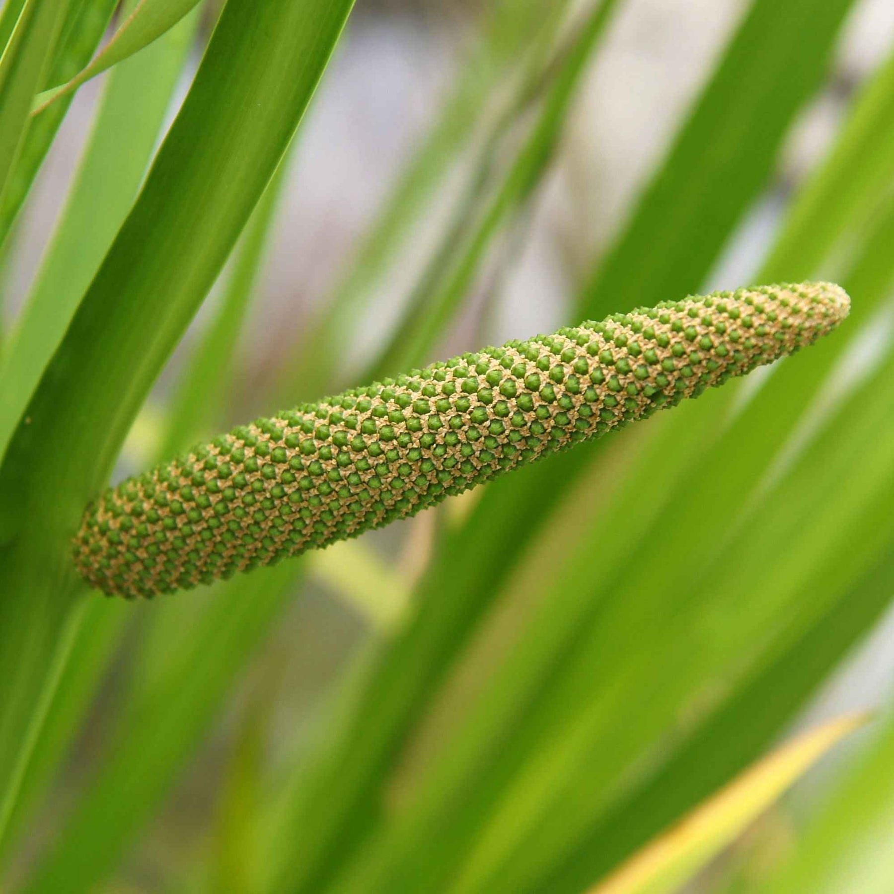 Wohlriechender Kalmus - Acorus calamus (kalmoes) - Willemse