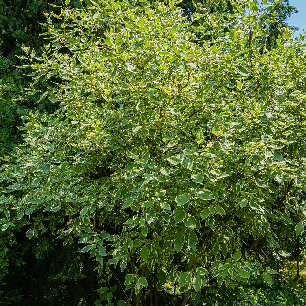 Weißer Hartriegel Elegantissima - Cornus alba elegantissima - Willemse