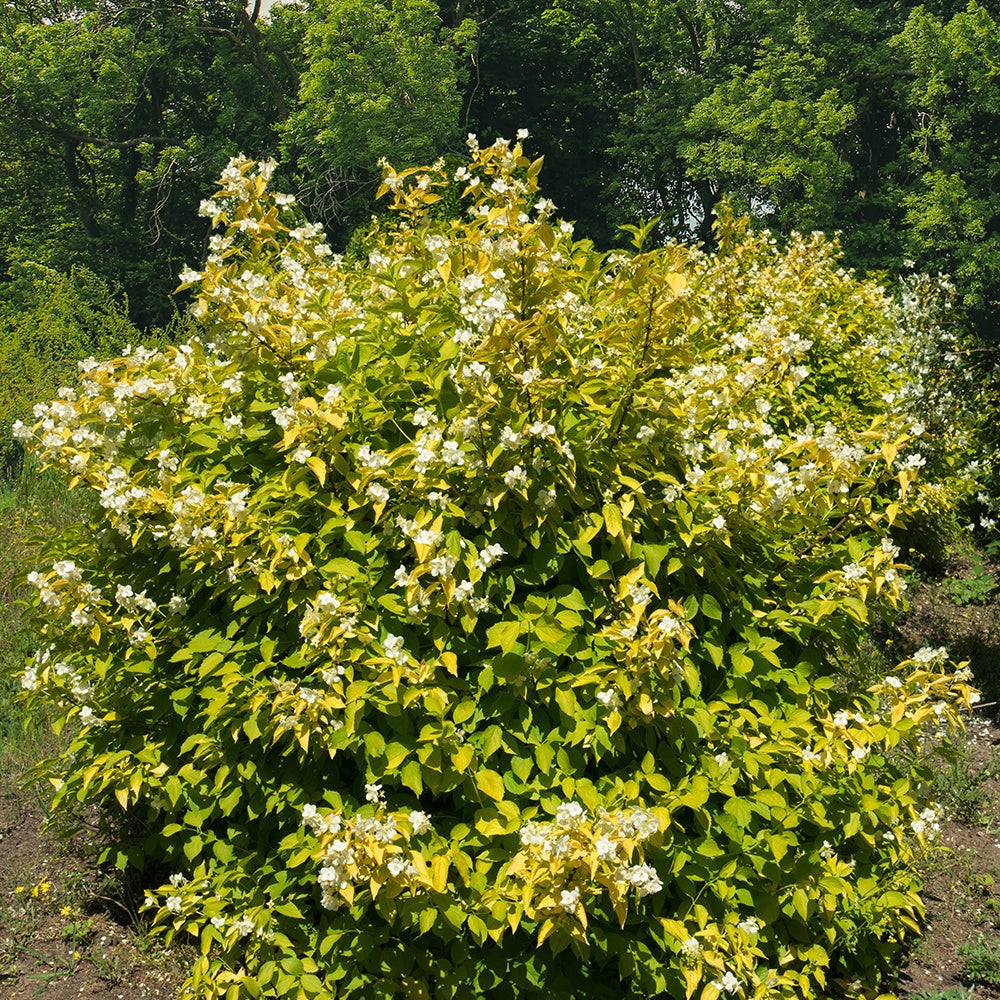 Gold-Pfeifenstrauch ‘Aureus’ - Willemse