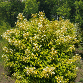 Gold-Pfeifenstrauch ‘Aureus’ - Willemse
