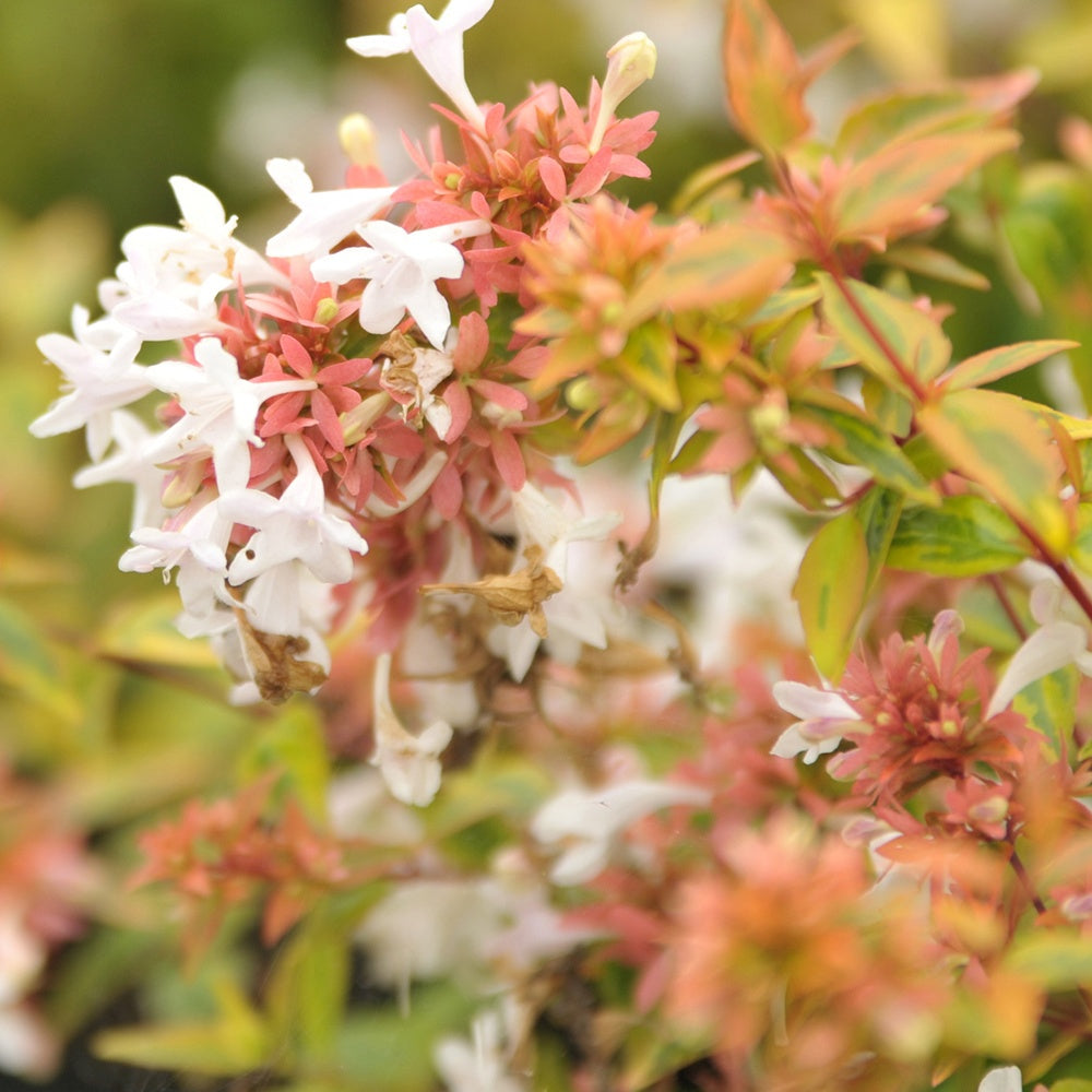 Abelie ‘Kaleidoscope’® - Willemse