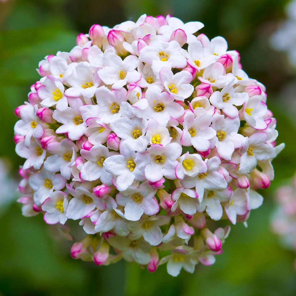 Oster-Schneeball - Viburnum burkwoodii - Willemse