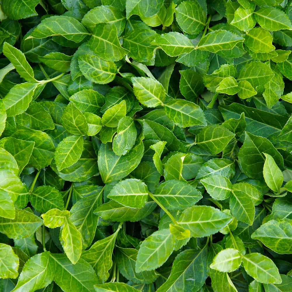 Kriechspindel Coloratus - Willemse