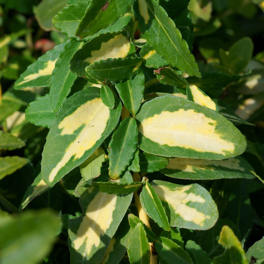 Immergrüne Kriechspindel Sunspot - Euonymus fortunei sunspot - Willemse