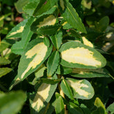 Immergrüne Kriechspindel Sunspot - Euonymus fortunei sunspot - Willemse