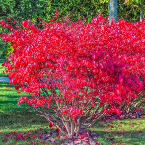 Flügelspindelstrauch Compactus - Euonymus alatus Compactus - Willemse