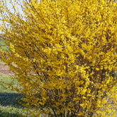 Forsythie ‘Marée d’Or®’ - Willemse