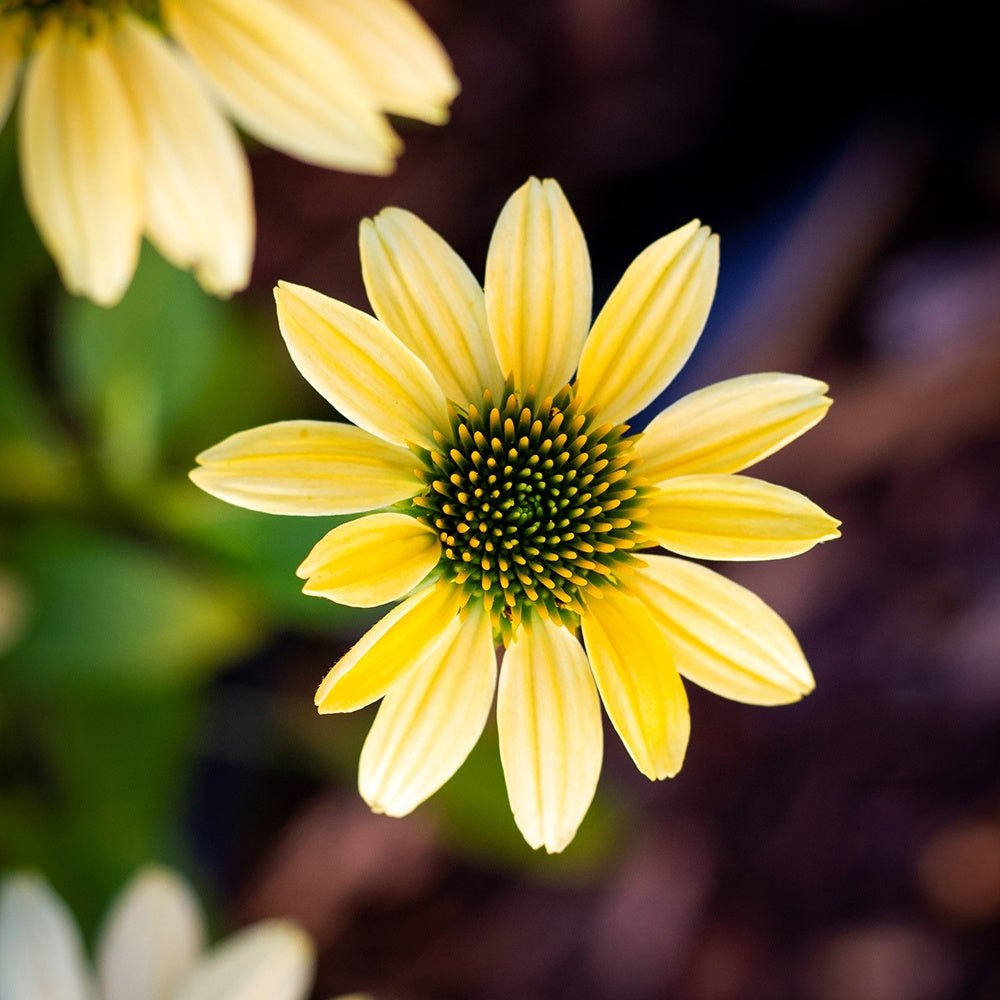 Gelber Sonnenhut Mellow Yellows - Willemse