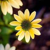 Gelber Sonnenhut Mellow Yellows - Willemse