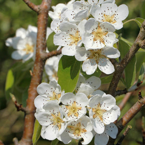 Birnbaum Abate Fetel - Pyrus communis abate fetel - Willemse
