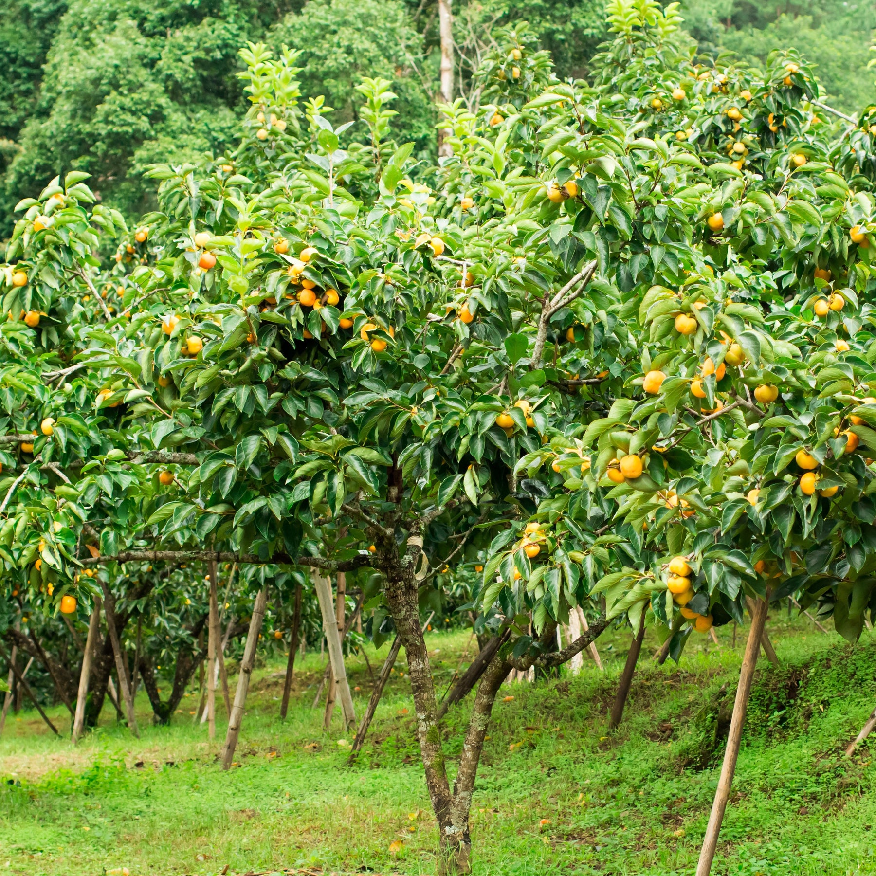 Kaki Tipo - Kaki diospyros tipo - Willemse