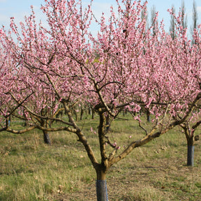 Pfirsichbaum Suncrest - Prunus persica suncrest - Willemse