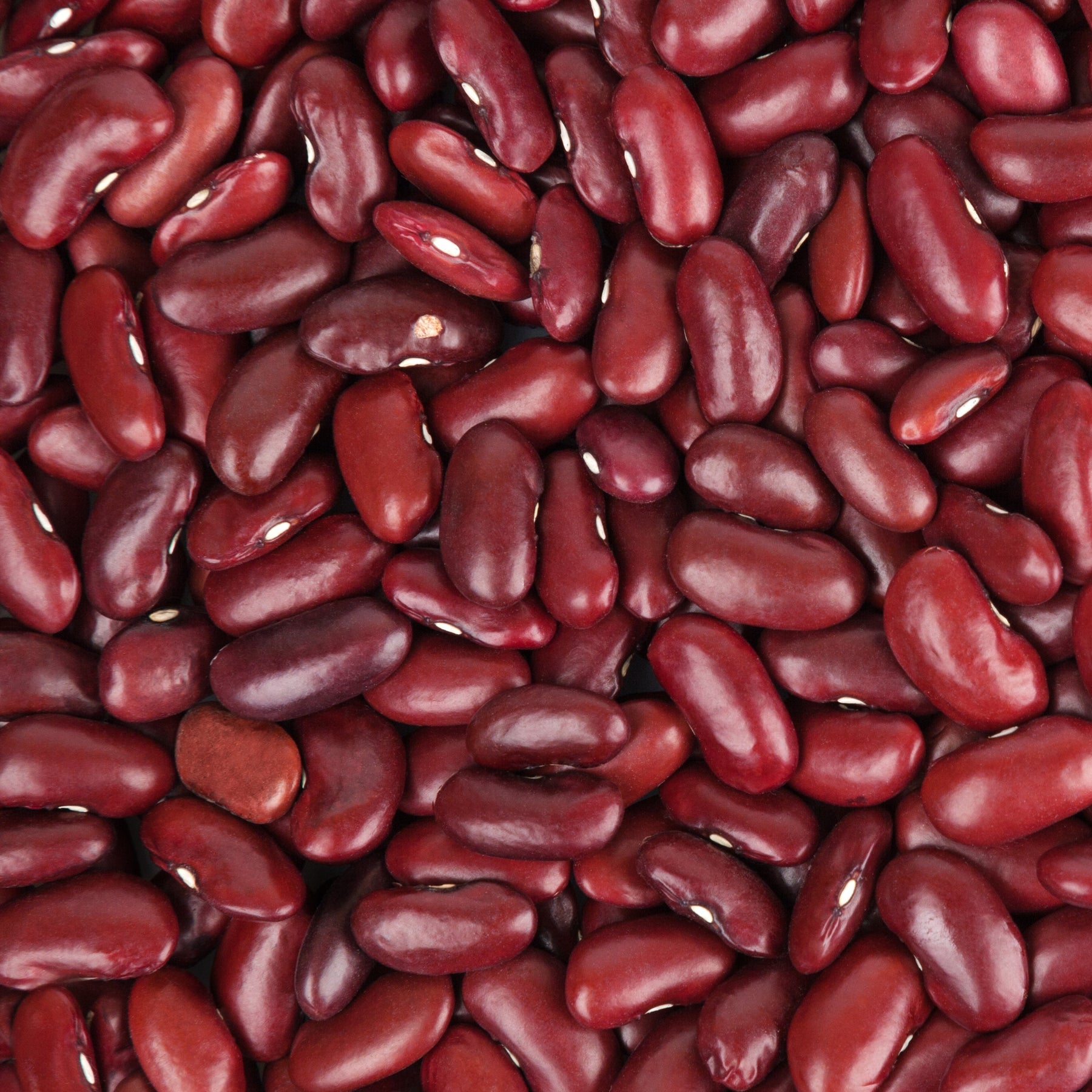 Rote Bohnen - Willemse