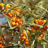 Sanddorn Friesdorfer Orange - Willemse