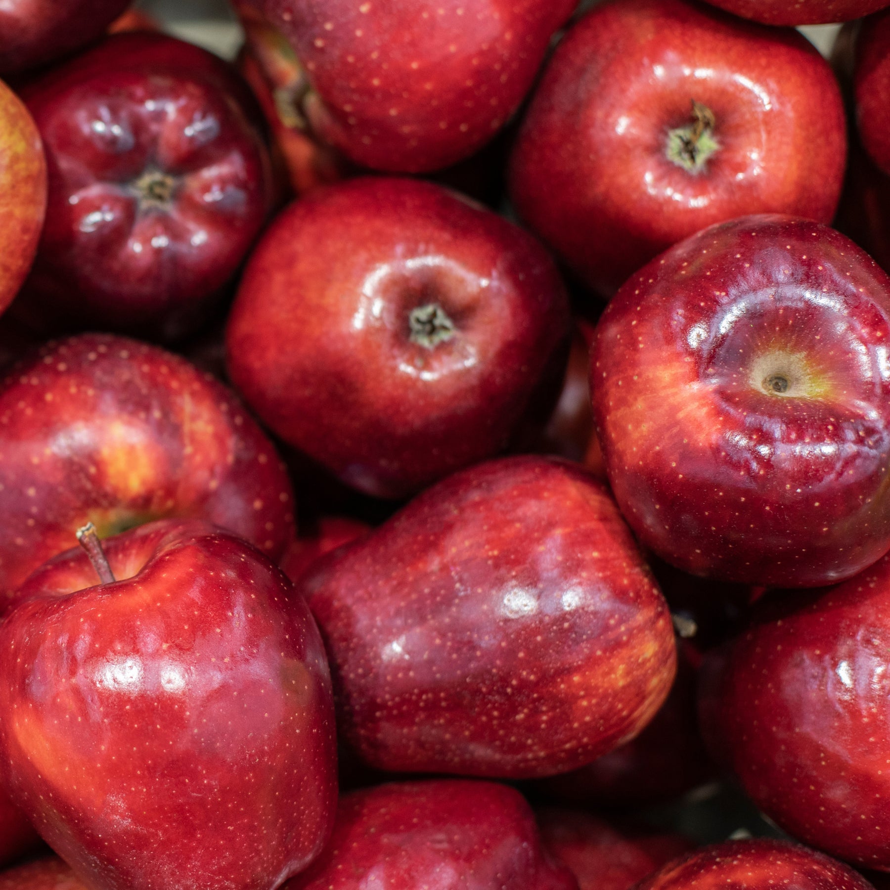 Apfelbaum Red Chief - Willemse