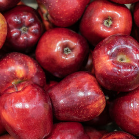 Apfelbaum Red Chief - Willemse
