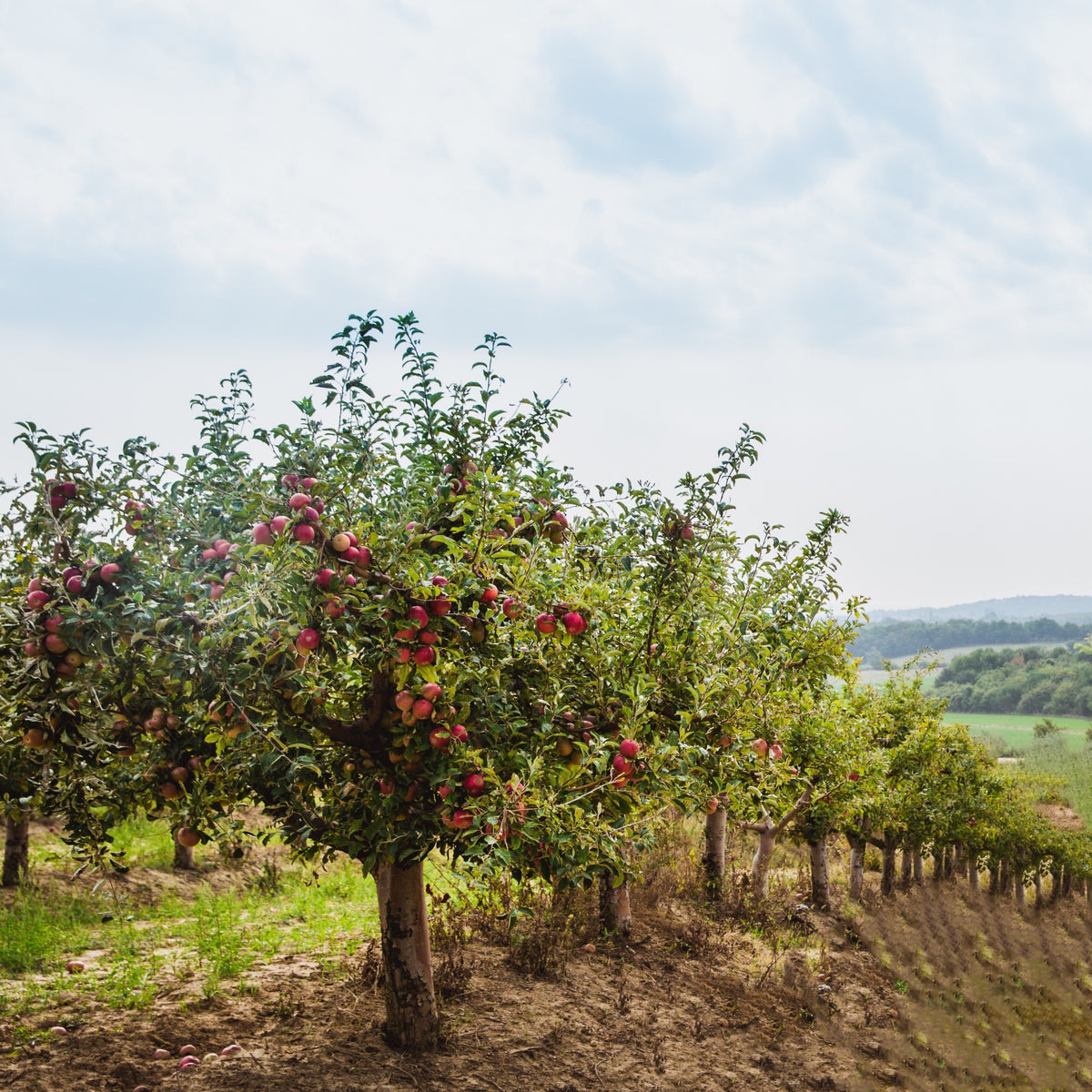 Apfelbaum Red Chief - Malus domestica 'red chief' - Willemse