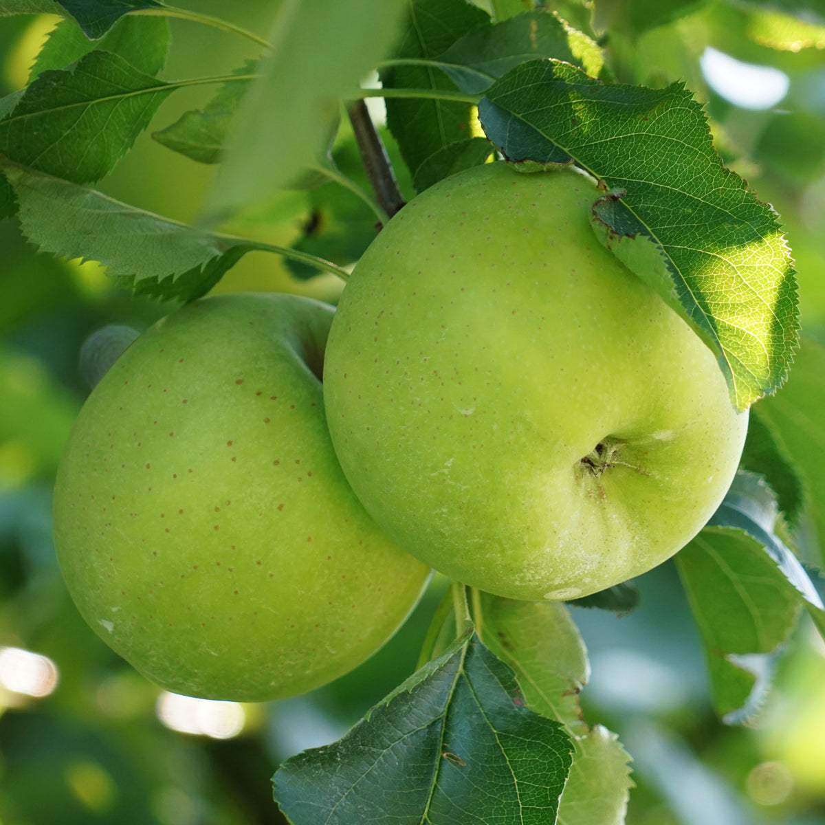 Apfelbaum Granny Smith - Willemse