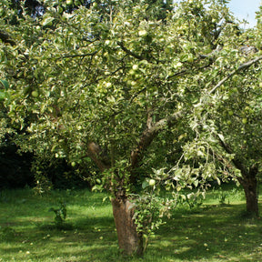 Apfelbaum Granny Smith - Malus domestica 'granny smith' - Willemse