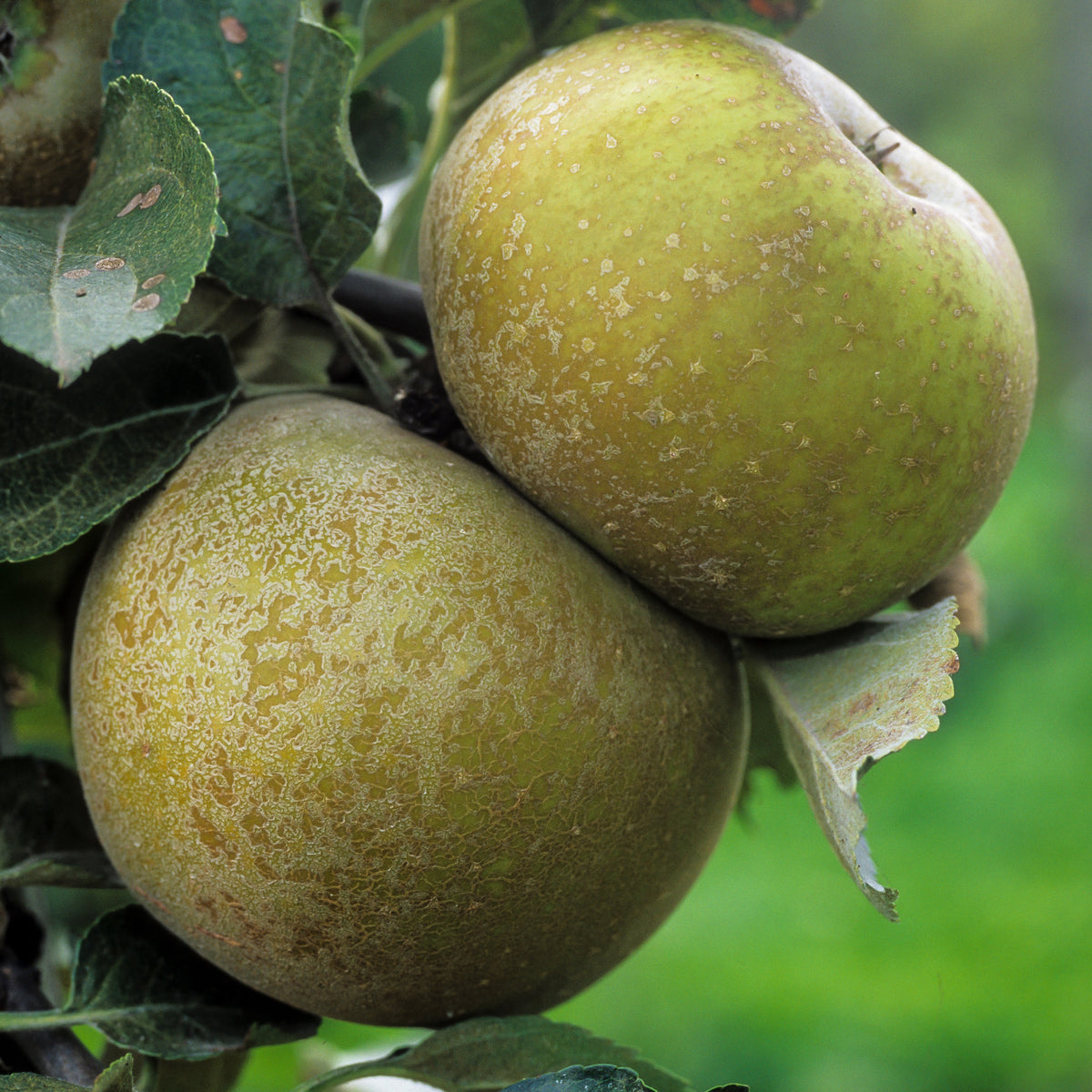 Apfel 'Reinette Grise du Canada' - Willemse
