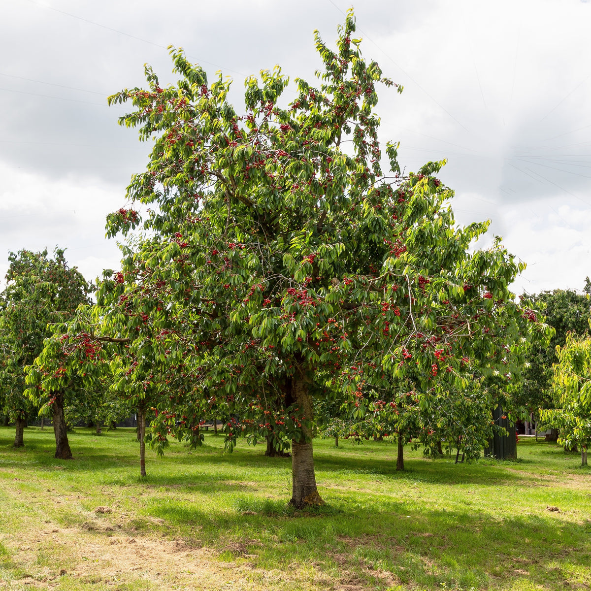 Süßkirsche 'Bigarreau Moreau' - Prunus avium 'morreau' - Willemse