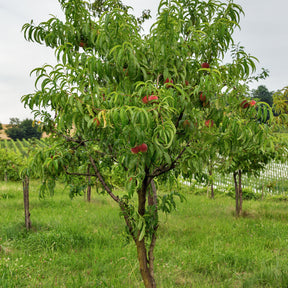 Nektarine Big Top - Prunus persica 'big top' - Willemse