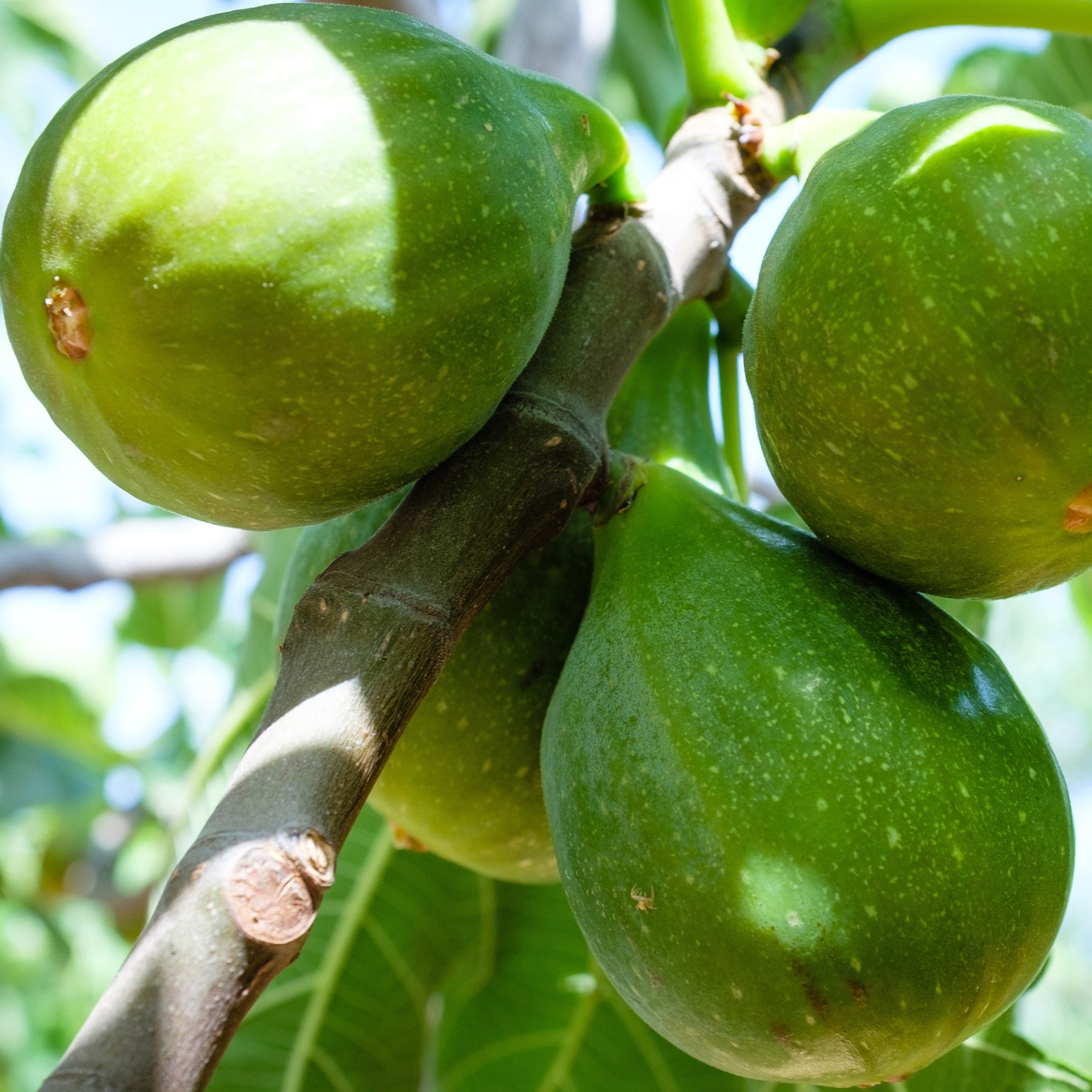 Fiorone-Feigenbaum - Ficus carica 'fiorone' - Willemse