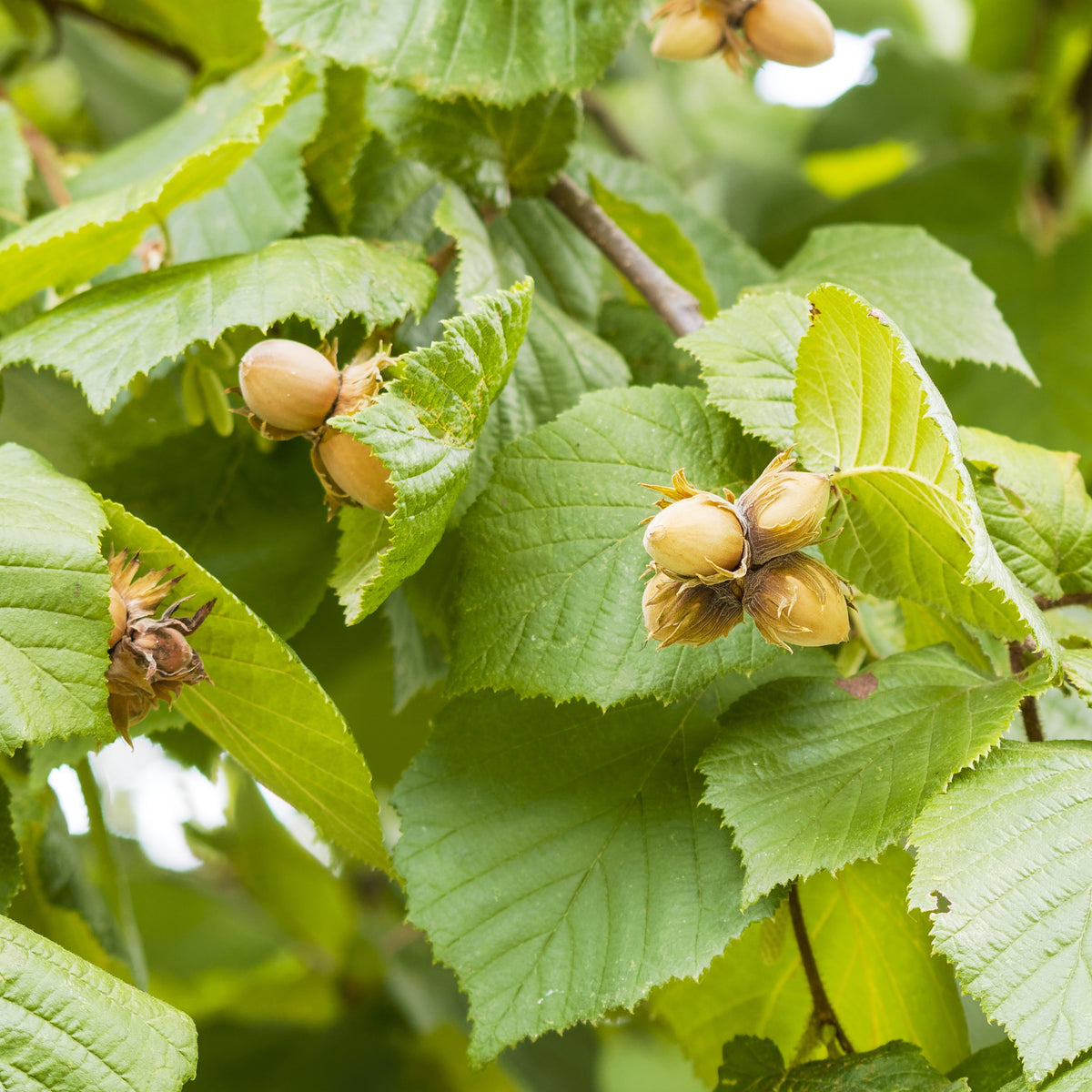 Haselnuss 'Ronde du Piémont' - Corylus avellana Ronde du Piémont - Willemse