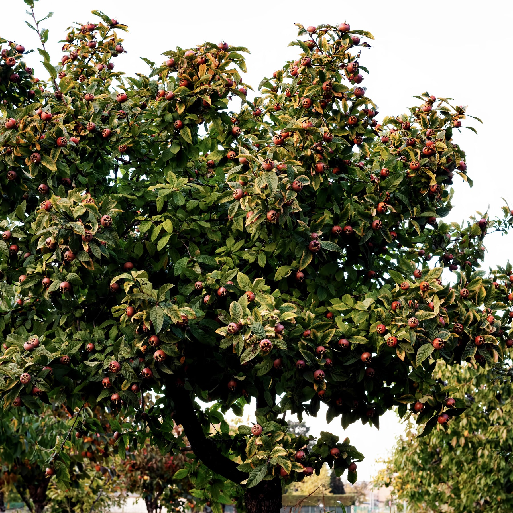 Mespilus germanica - Echte Mispel - Fruchtbäume