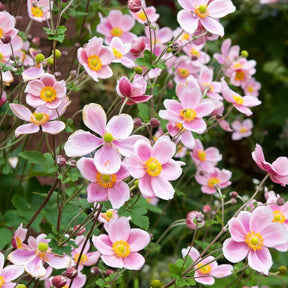 Herbst-Anemone Serenade - Anemone x hybrida Serenade - Willemse