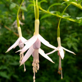 Fuchsia Sharpitor - Willemse