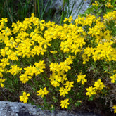Spanische Ginster - Willemse