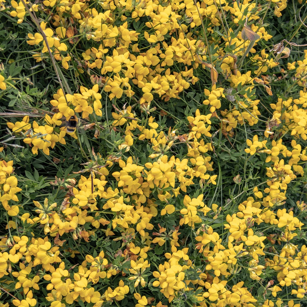 Sandginster Vancouver Gold - Genista pilosa 'vancouver gold' - Willemse